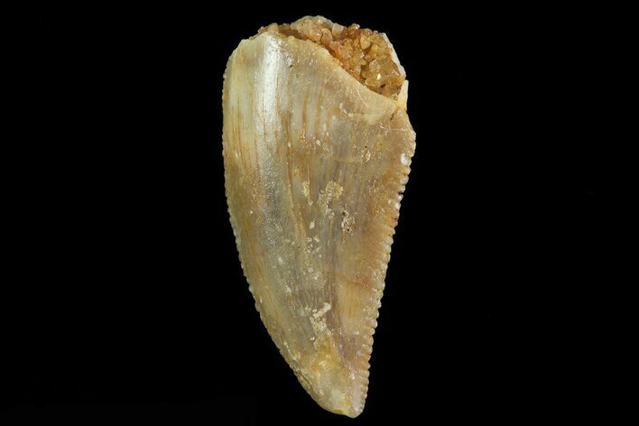 Serrated Raptor Tooth - Morocco #69559